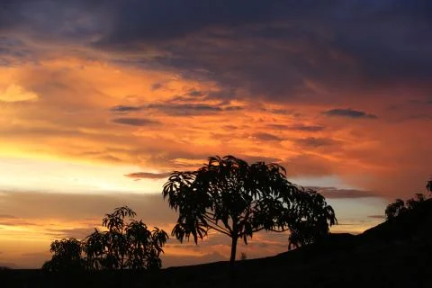 Tropical Mango tree On Sunset Sky Nature Background Stock Photos