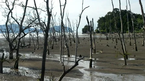 Tropical mangrove forest on the beach Vidéo 8568294