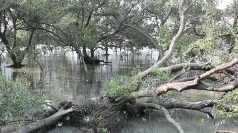 Tropical mangrove forest Video stock 10750270
