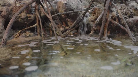 Tropical mangrove tree roots submerging into bubbling shallow water. Detail.. Stock Footage 339050320