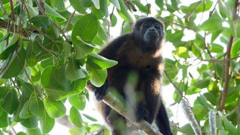 Tropical mantled howler monkey on a branch in the Caribbean Stock Footage 103545309