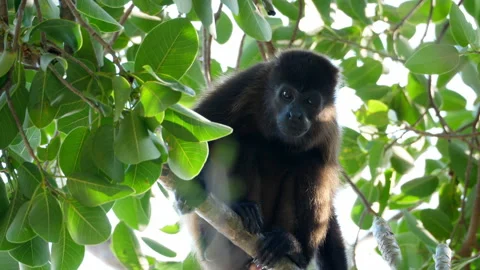 Tropical mantled howler monkey on a branch in the Caribbean Stock Footage 103545361