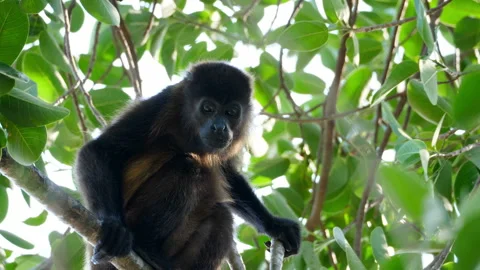 Tropical mantled howler monkey on a branch in the Caribbean Stock Footage 103545434
