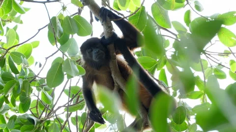 Tropical mantled howler monkey on a branch in the Caribbean Stock Footage 103545474