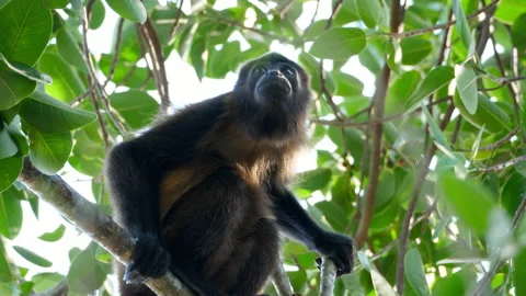 Tropical mantled howler monkey on a branch in the Caribbean Stock Footage 103551243