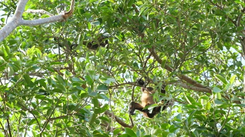 Tropical mantled howler monkeys on the branches of trees in the Caribbean Stock Footage 103552286