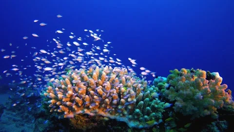 Tropical Marine Colourful Fish Stockbeeldmateriaal 345985669