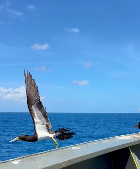 Tropical maritime atmosphere captured during a sea voyage in daylight. Stock Footage 335797968