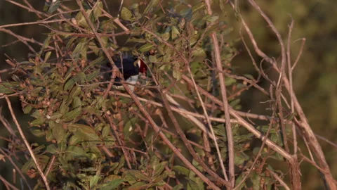 Tropical marsh Red-capped Cardinal bird near jungle rainforest 스톡 동영상 331150150