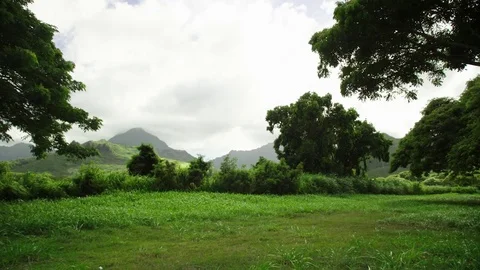 Tropical meadow foreground grass trees background mountains breezy, plate Stock Footage 80607020