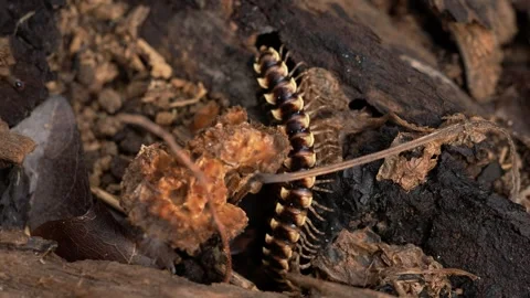 Tropical Millipede Crawling Into Decaying Tree Log Vidéo 340328598