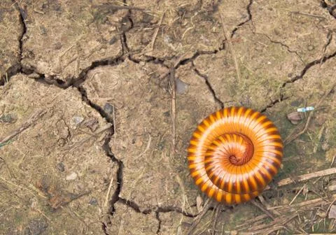 Tropical millipede Stock Photos