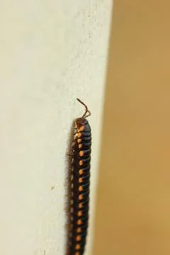 Tropical millipede on a vertical surface Stock Photos