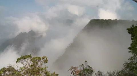 Tropical Mists Video stock 54708222