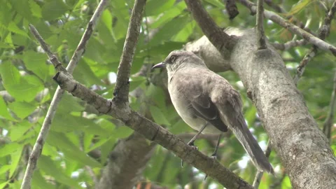 Mockingbird Song -  Australia