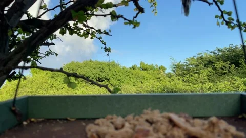 Tropical Mockingbird flew to the bird feeder to eat. Closeup. Stock Footage 166977507