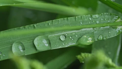 Tropical Moisture Texture on Fresh Jungle Foliage Видео 334990476