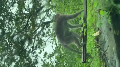 Tropical Monkey Mob at the Roadside Video stock 240475496