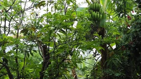 Tropical monsoon rain. Forest under the rain, rainwater close-up. Raindrops o Stock Footage 90562285