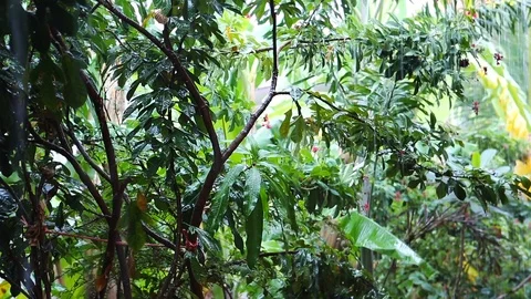 Tropical monsoon rain. Forest under the rain, rainwater close-up. Raindrops o Stock Footage 90562811