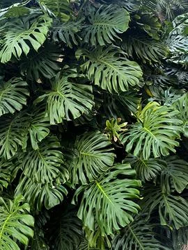 Tropical Monstera Leaf Cluster Stock Photos