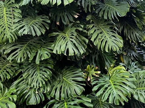 Tropical Monstera Leaf Cluster Stock Photos