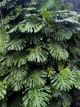 Tropical Monstera Leaf Cluster Stock Photos