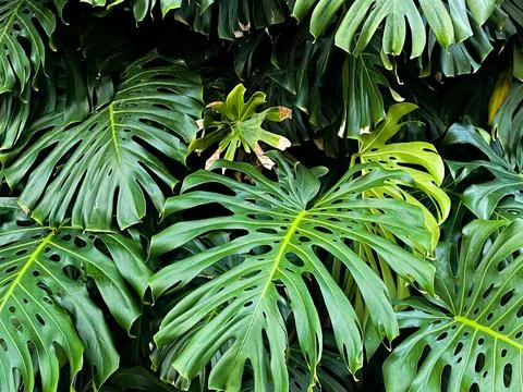 Tropical Monstera Leaf Cluster Stock Photos