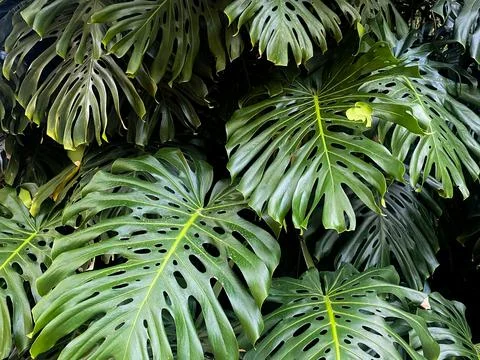 Tropical Monstera Leaf Cluster Stock Photos