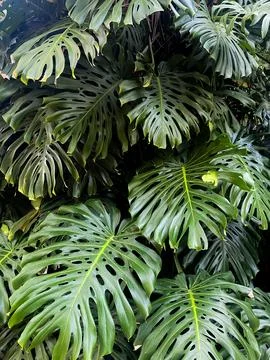 Tropical Monstera Leaf Cluster Stock Photos