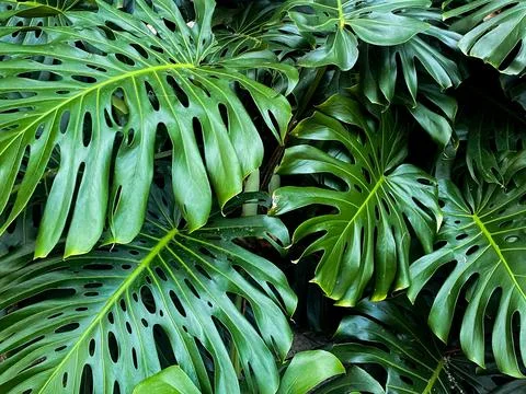 Tropical Monstera Leaf Cluster Stock Photos