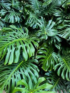 Tropical Monstera Leaf Cluster Stock Photos