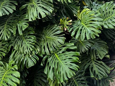 Tropical Monstera Leaf Cluster Stock Photos