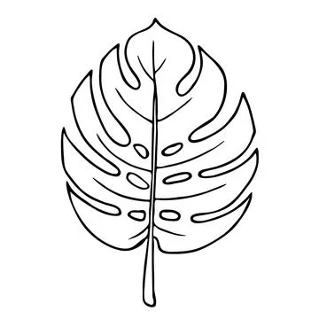 Tropical monstera leaf isolated line doodle sketch Stockillustratie