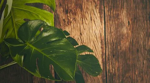 Tropical with monstera leaf Stock Photos