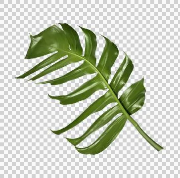 Tropical monstera palm leaf tree background Stock Photos