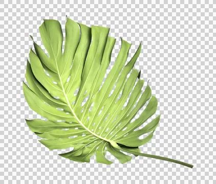 Tropical monstera palm leaf tree background Stock Photos