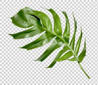 Tropical monstera palm leaf tree background Stock Photos
