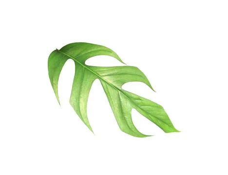 Tropical monstera palm leaf tree background Stock Photos
