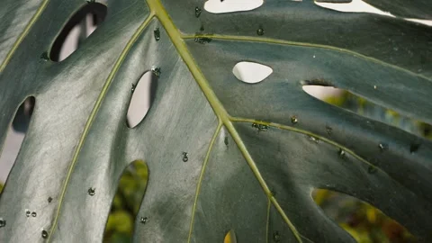 Tropical Monstera Plant Stock Footage 251663180