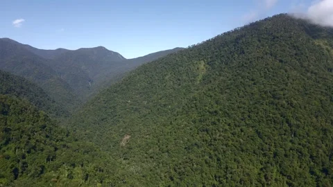 Tropical montane rainforest jungle forest tree canopy Sierra Nevada Colombia Stock Footage 300313613