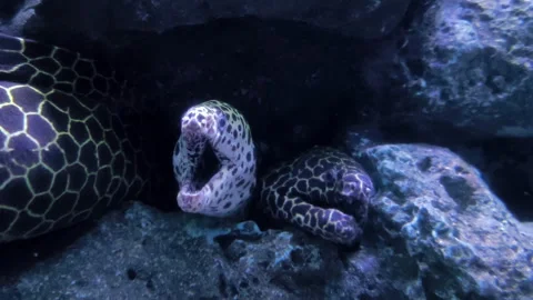 Tropical moray eel peeking from a rocky crevice underwater Stock Footage 336740172