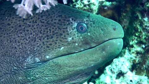 Tropical moray on the seabed. Stock Footage 170495807