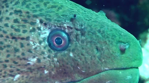 Tropical moray on the seabed. Stock Footage 217428993