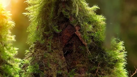 Tropical moss illuminated by sun rays. Magic of mysterious forest on sunny day. Stock Footage 74978122