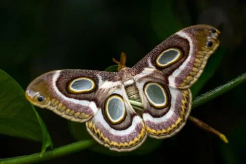 Tropical moth Stock Photos