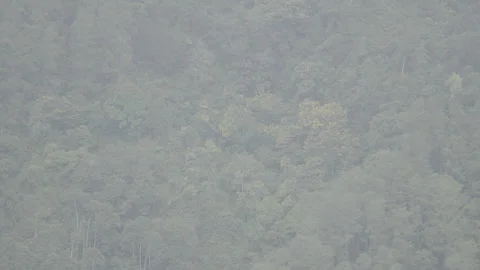 Tropical Mountain Forest Landscape with Light Mist in Serene Atmosphere log Stock Footage 306193194