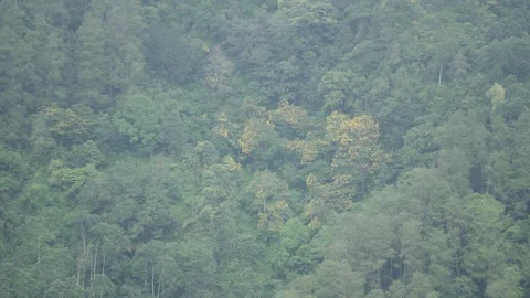 Tropical Mountain Forest Landscape with Light Mist in Serene Atmosphere Stock Footage 306193201