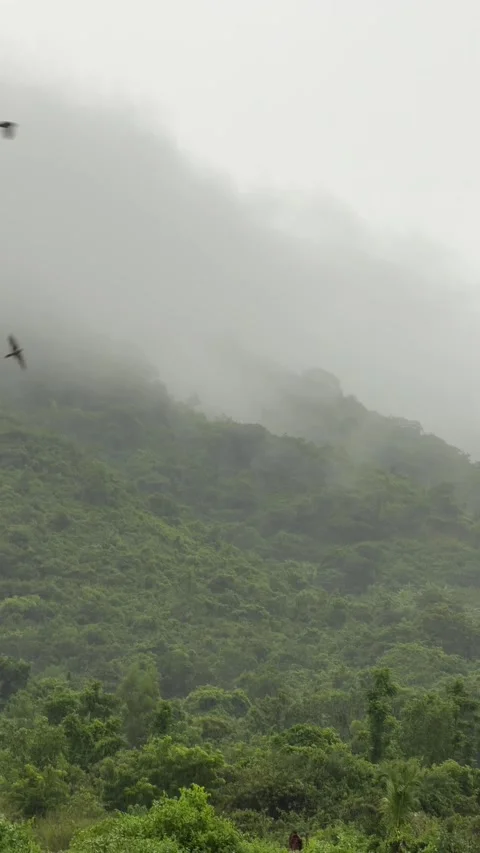 Tropical mountain landscape covered in soft mist and light rain while birds Stock Footage 320812251