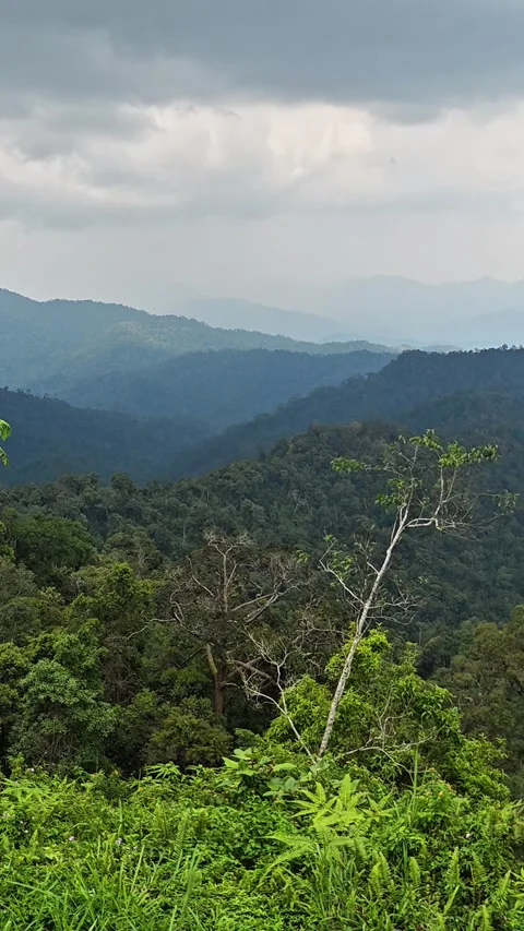 Tropical Mountain Landscape Stock Footage 313133203